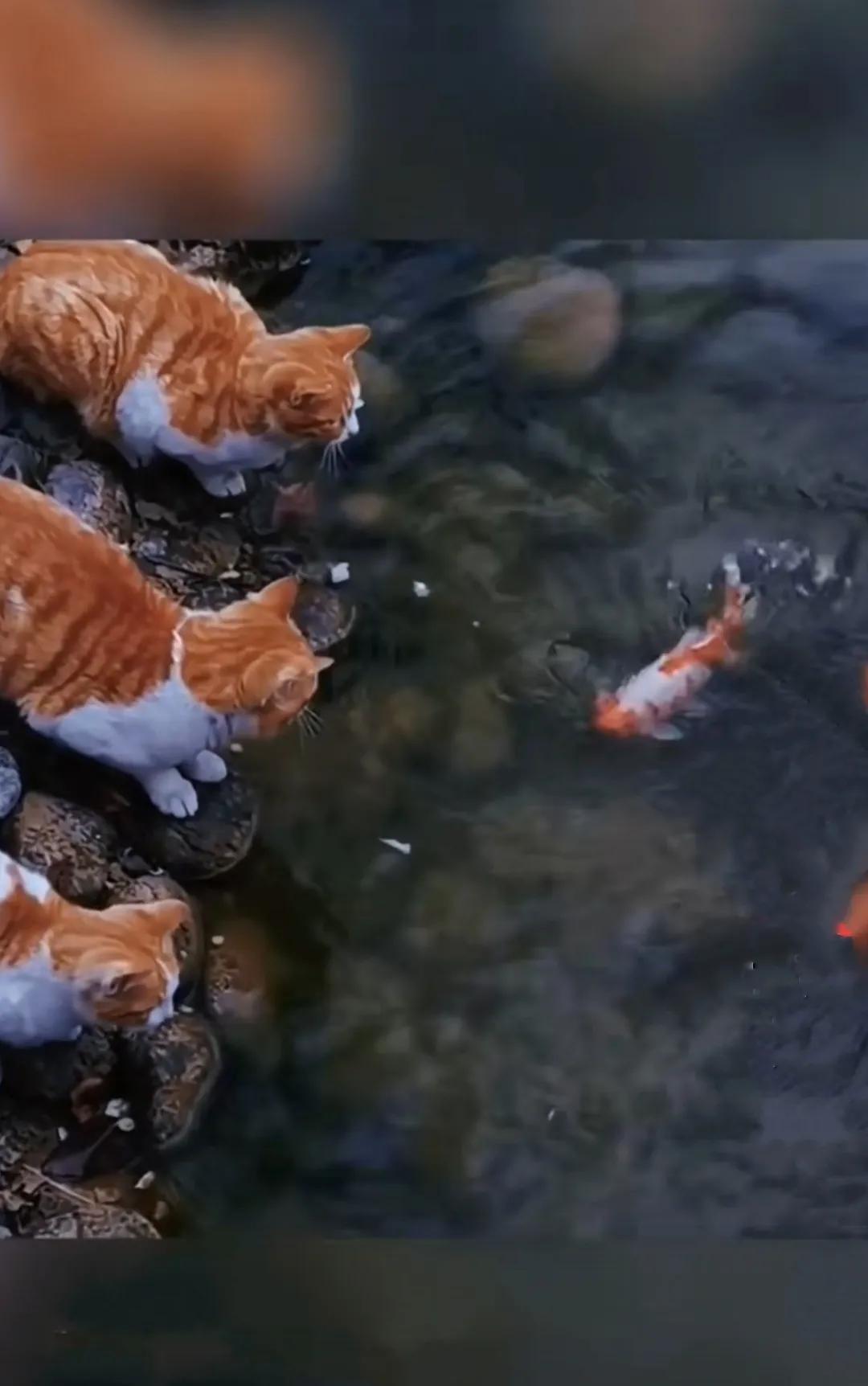 铺天盖地的自媒体创业大军，在平台上，能否实现各自理想的心愿？（自媒体创业靠什么收入）