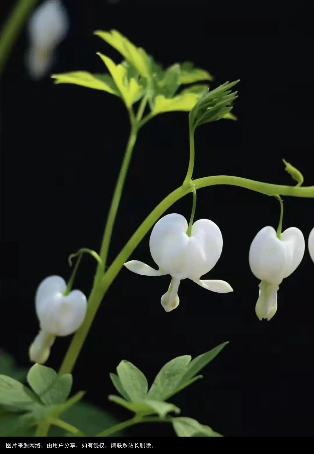 微信里竟然能免费体验这么多AI功能