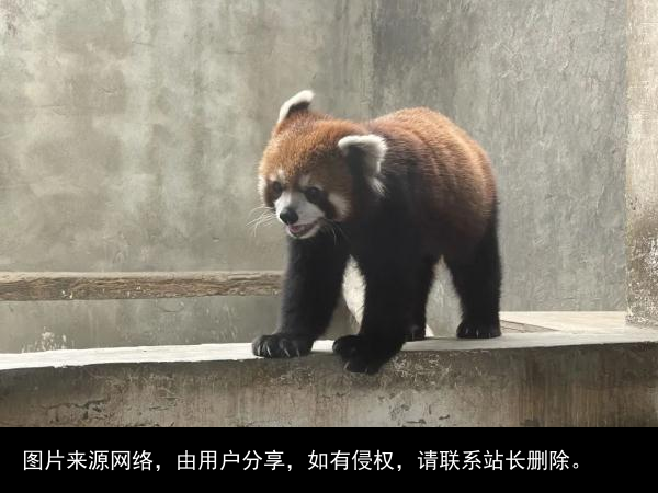 神秘女子引出倒卖野生动物产业黑链！四川警方成功解救63只小熊猫