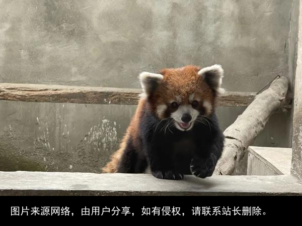 神秘女子引出倒卖野生动物产业黑链！四川警方成功解救63只小熊猫