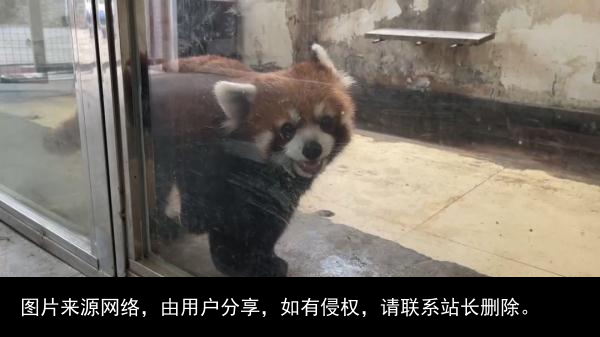 神秘女子引出倒卖野生动物产业黑链！四川警方成功解救63只小熊猫