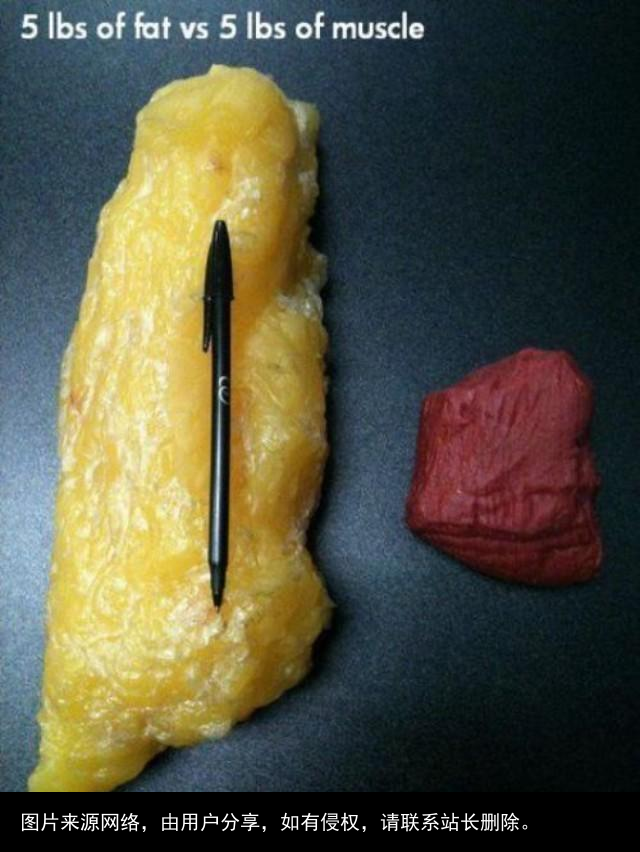 脂肪是个什么东西？