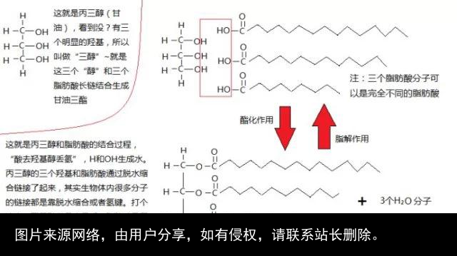 脂肪是个什么东西？
