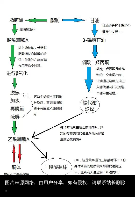 脂肪是个什么东西？