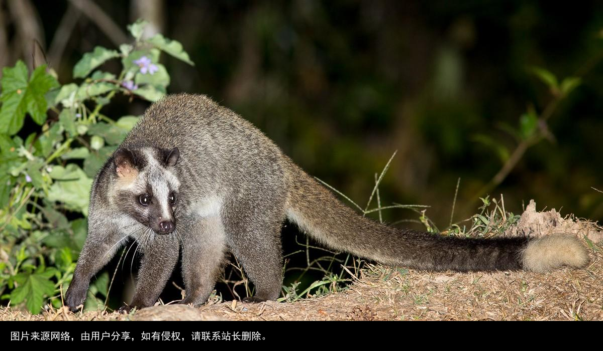 山狸：像豹又像猫的凶兽，常进村偷鸡盗鸭，被人们捉成保护动物