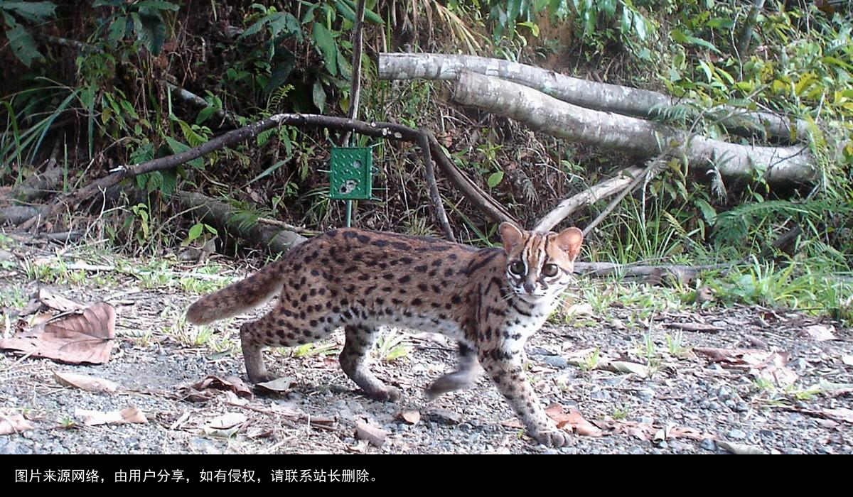 山狸：像豹又像猫的凶兽，常进村偷鸡盗鸭，被人们捉成保护动物