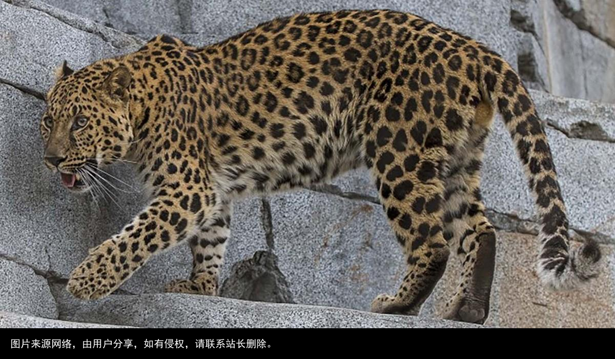 山狸：像豹又像猫的凶兽，常进村偷鸡盗鸭，被人们捉成保护动物