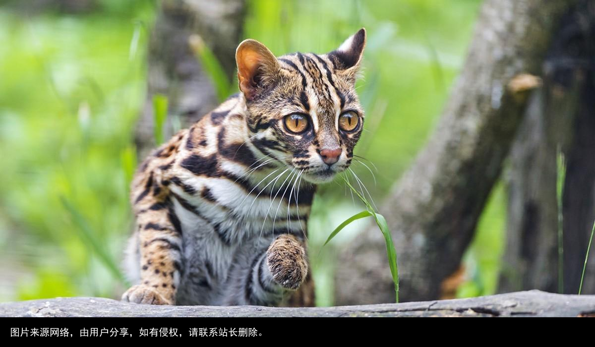 山狸：像豹又像猫的凶兽，常进村偷鸡盗鸭，被人们捉成保护动物