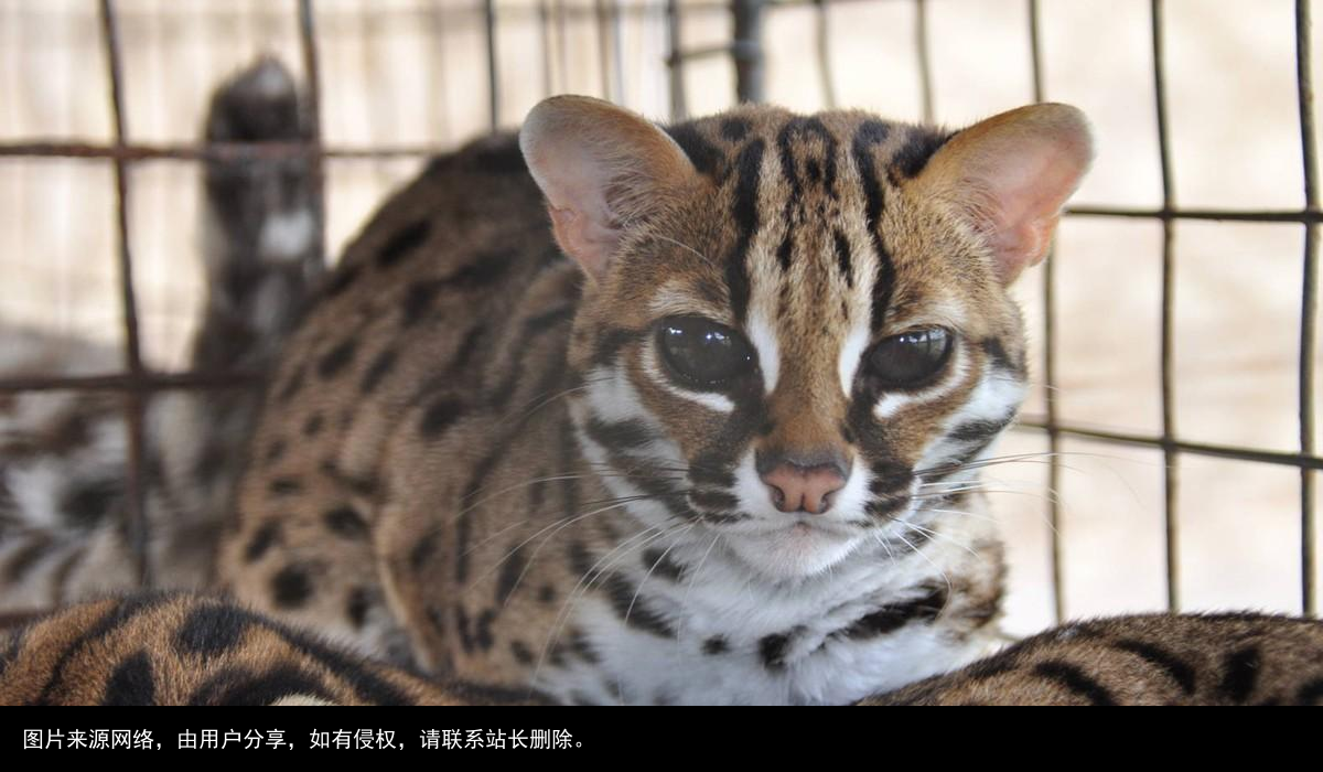 山狸：像豹又像猫的凶兽，常进村偷鸡盗鸭，被人们捉成保护动物