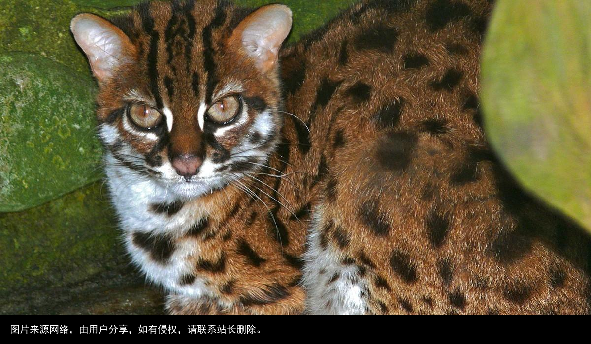 山狸：像豹又像猫的凶兽，常进村偷鸡盗鸭，被人们捉成保护动物