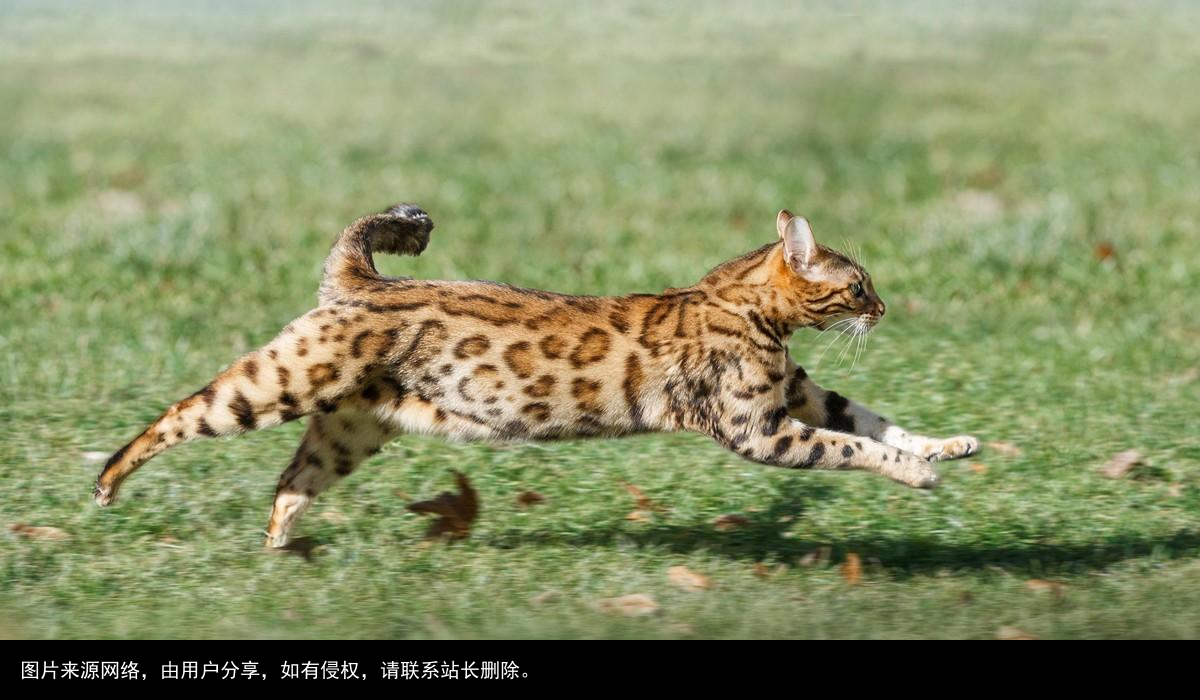 山狸：像豹又像猫的凶兽，常进村偷鸡盗鸭，被人们捉成保护动物