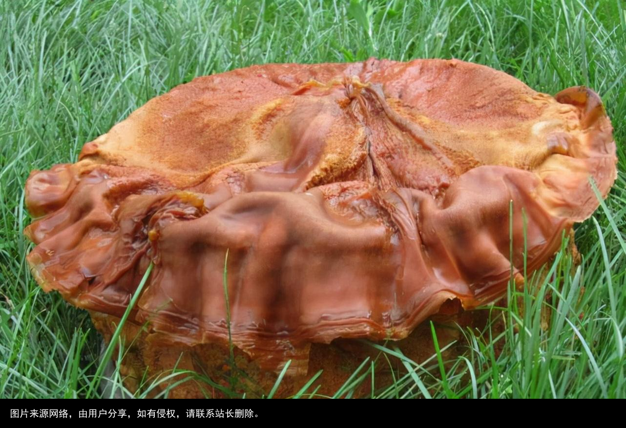 科普：太岁究竟是什么“东西”？科学家借助精密仪器揭示太岁之谜