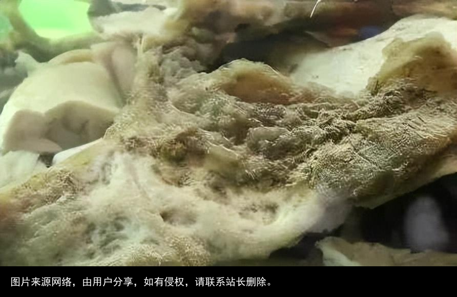 科普：太岁究竟是什么“东西”？科学家借助精密仪器揭示太岁之谜