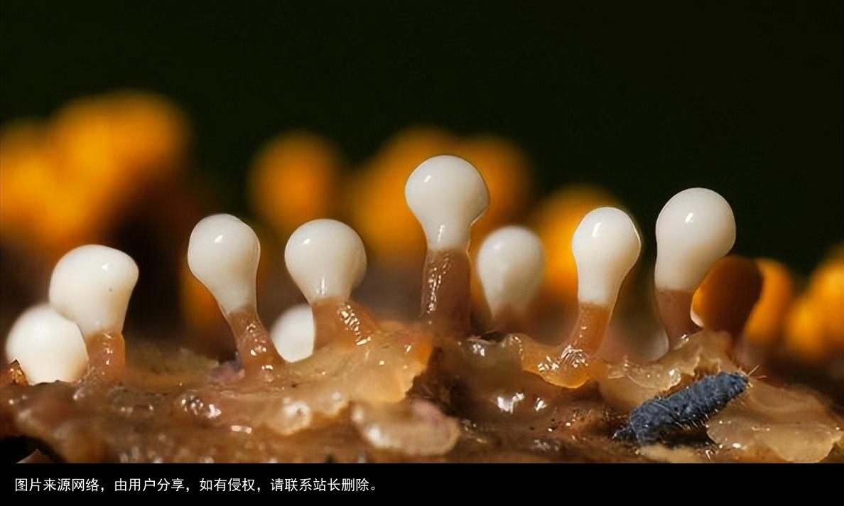 科普：太岁究竟是什么“东西”？科学家借助精密仪器揭示太岁之谜