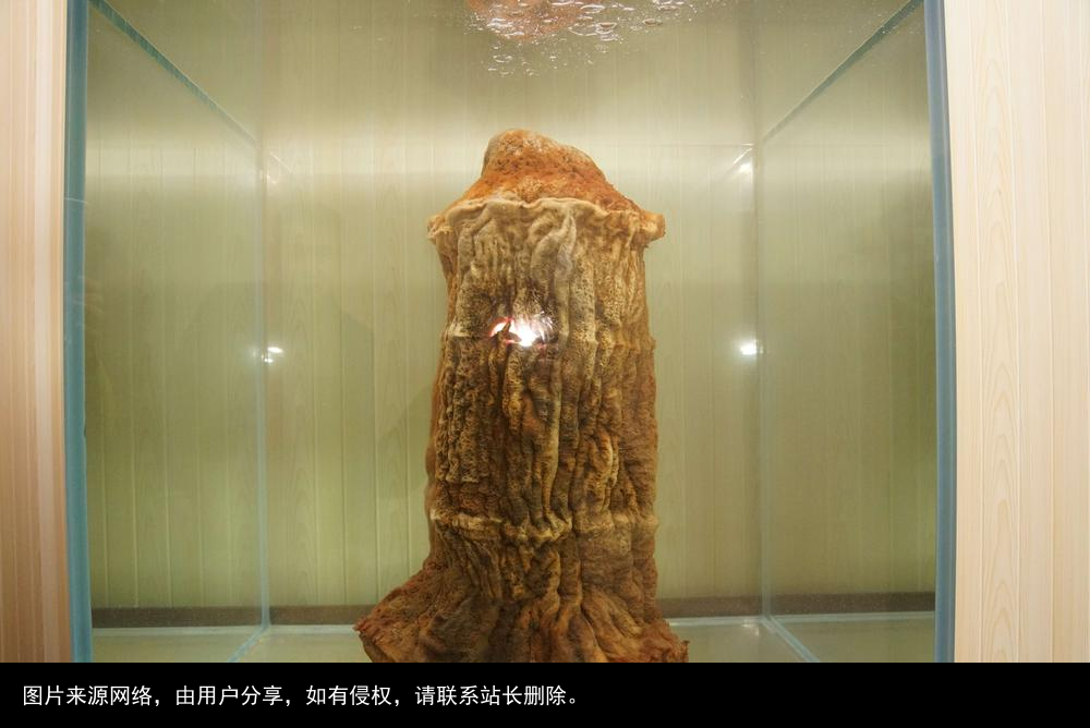 科普：太岁究竟是什么“东西”？科学家借助精密仪器揭示太岁之谜