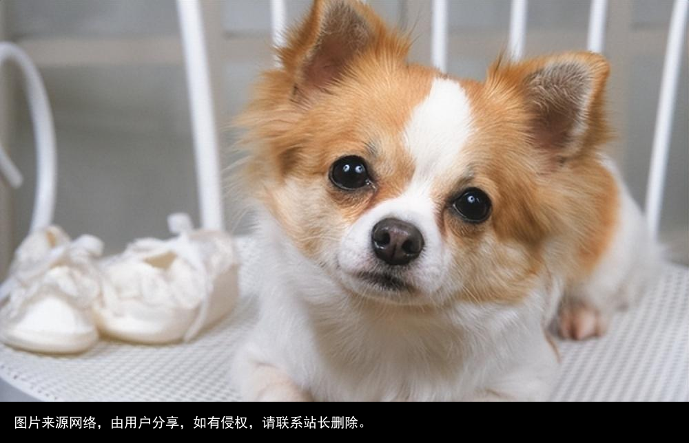 最全！常见的27种狗狗，你认识几种？