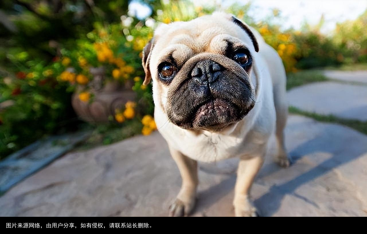 最全！常见的27种狗狗，你认识几种？