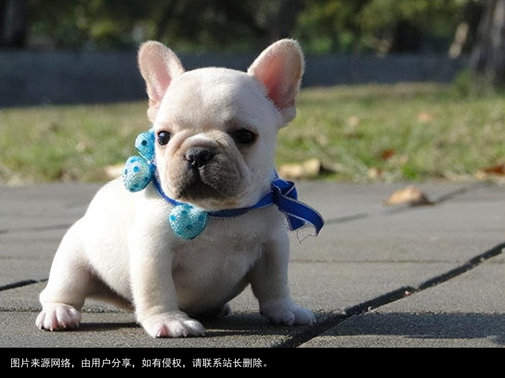 最全！常见的27种狗狗，你认识几种？