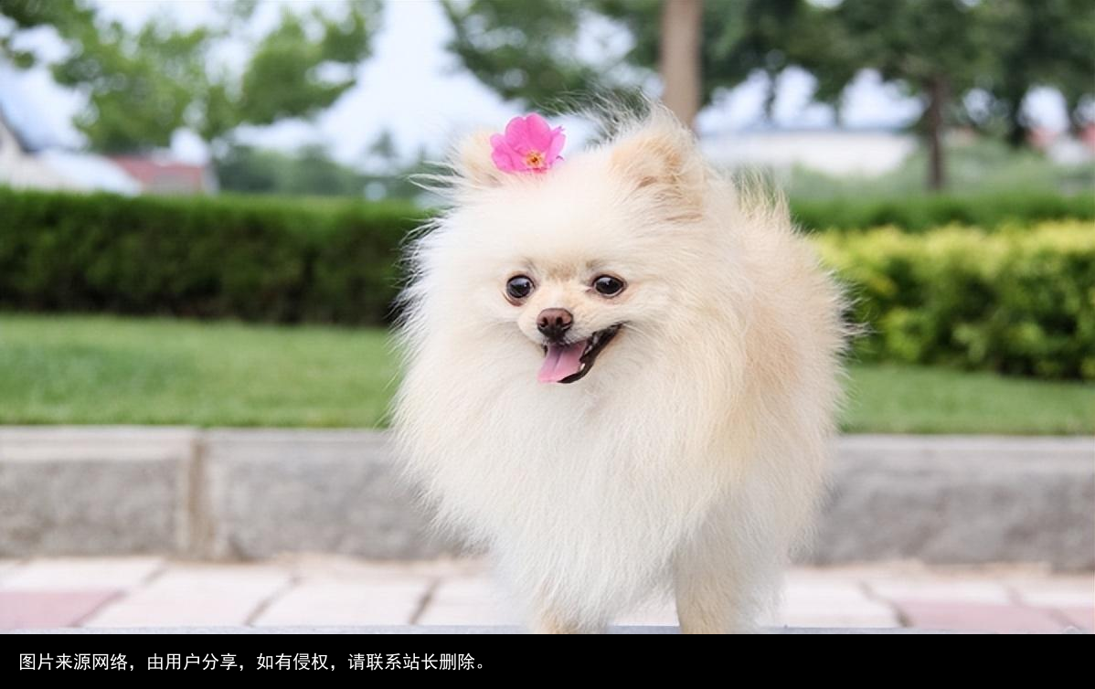 最全！常见的27种狗狗，你认识几种？