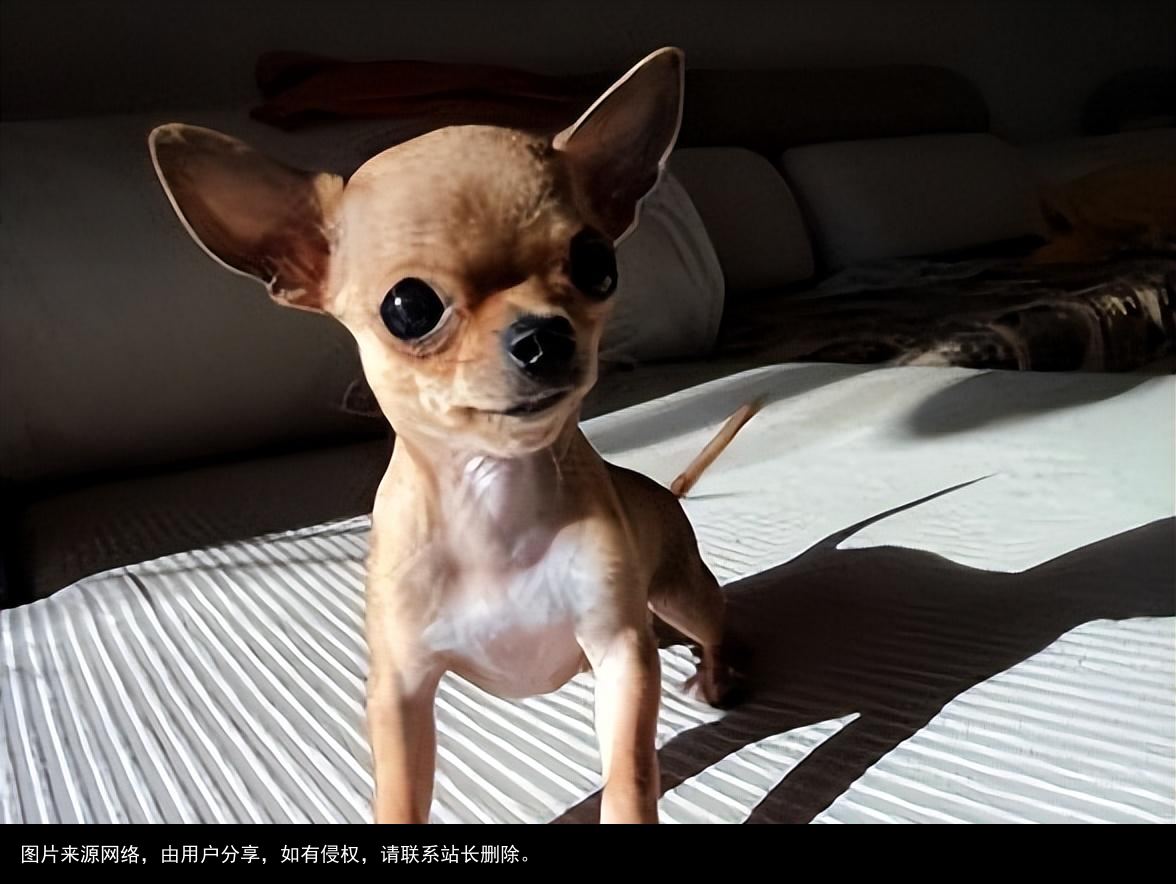 最全！常见的27种狗狗，你认识几种？