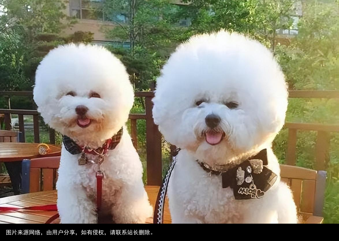 最全！常见的27种狗狗，你认识几种？