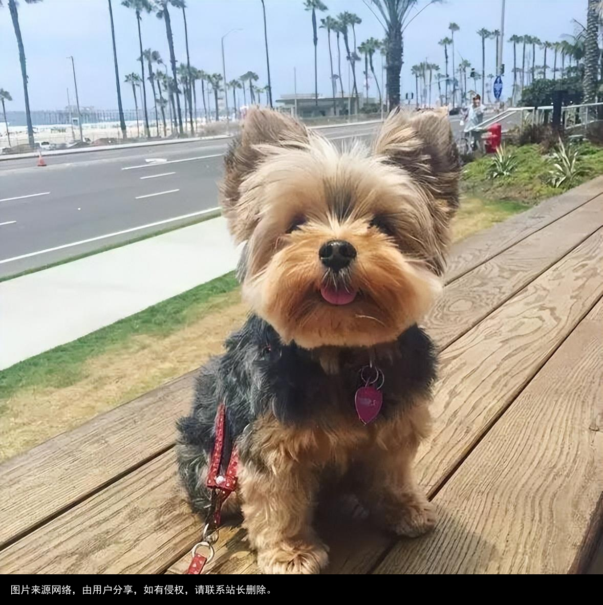 最全！常见的27种狗狗，你认识几种？