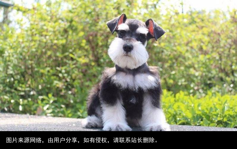 最全！常见的27种狗狗，你认识几种？