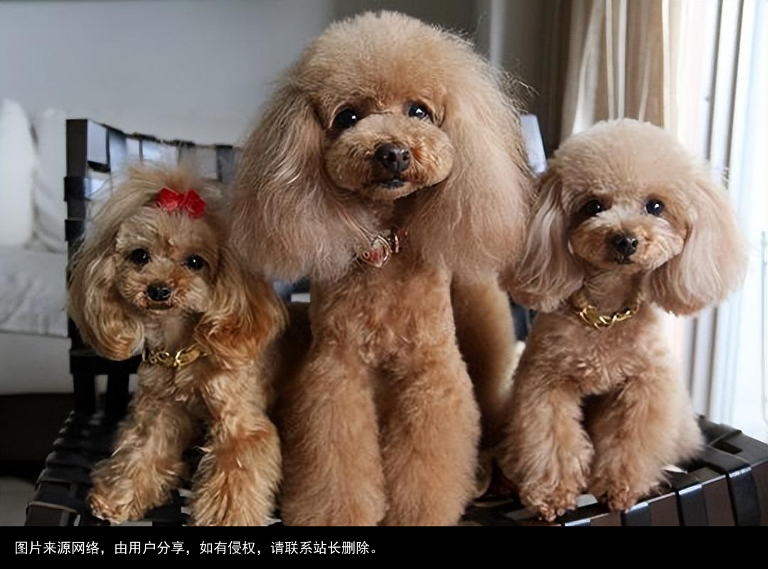 最全！常见的27种狗狗，你认识几种？