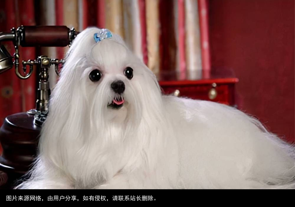 最全！常见的27种狗狗，你认识几种？