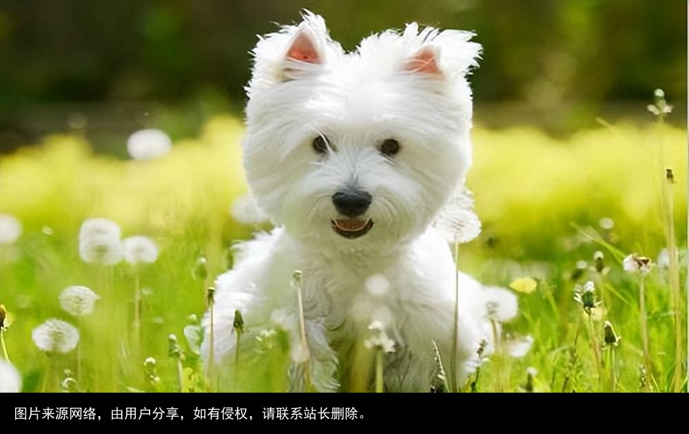 最全！常见的27种狗狗，你认识几种？