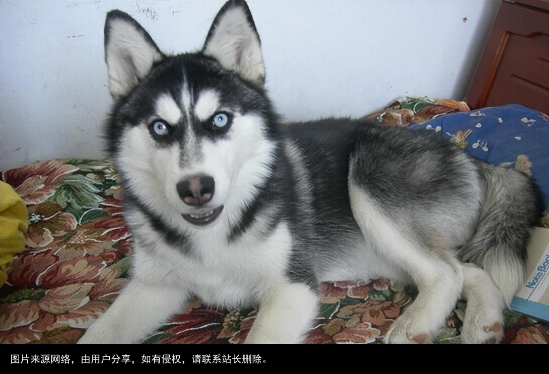 最全！常见的27种狗狗，你认识几种？