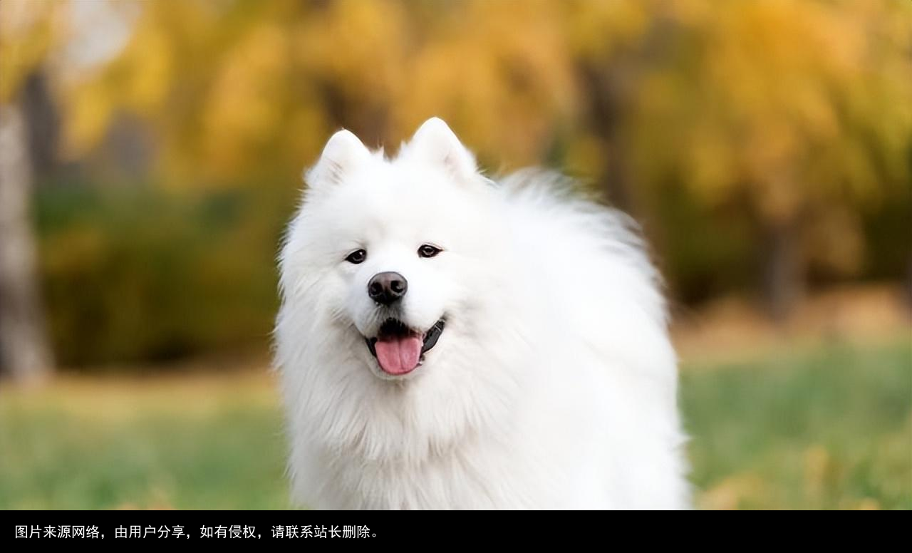 最全！常见的27种狗狗，你认识几种？