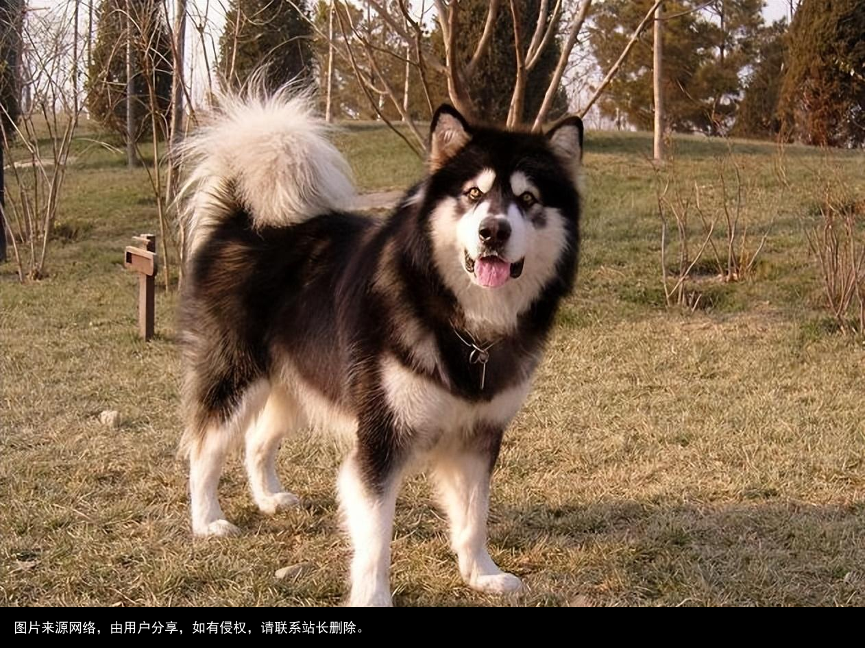 最全！常见的27种狗狗，你认识几种？