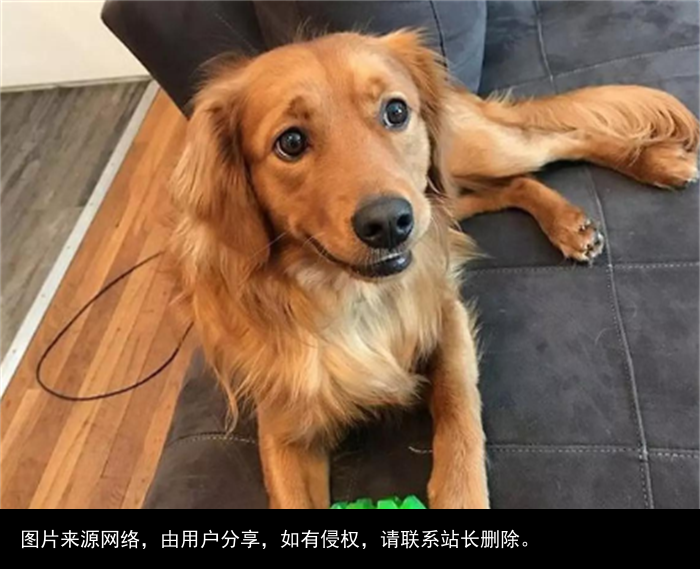 最全！常见的27种狗狗，你认识几种？