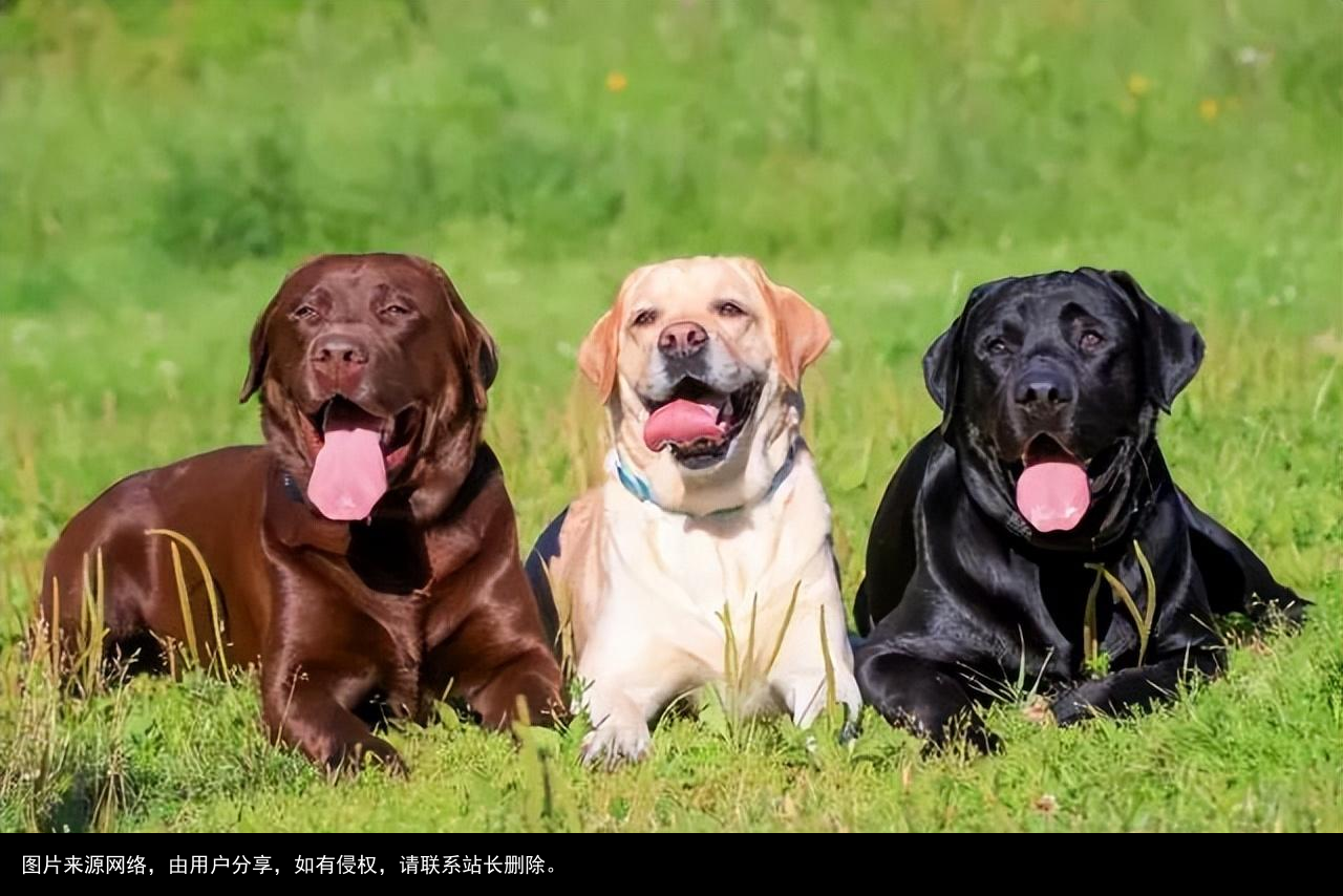 最全！常见的27种狗狗，你认识几种？