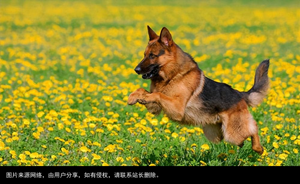 最全！常见的27种狗狗，你认识几种？