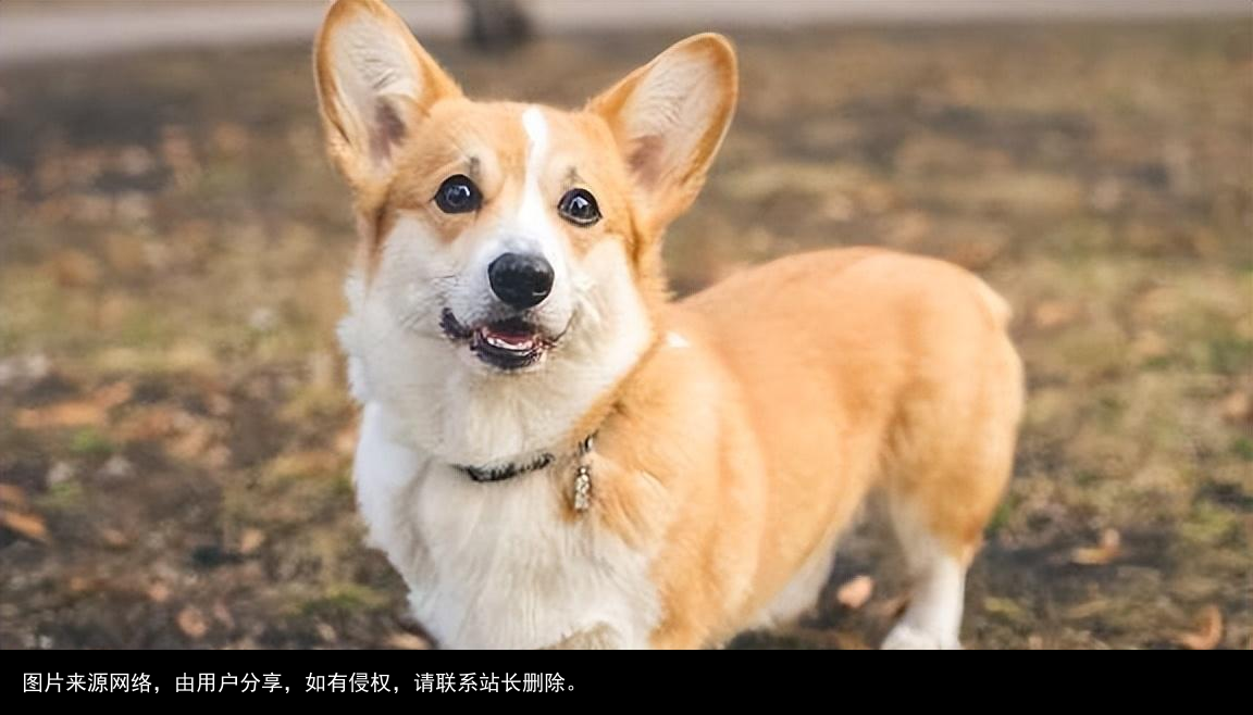 最全！常见的27种狗狗，你认识几种？