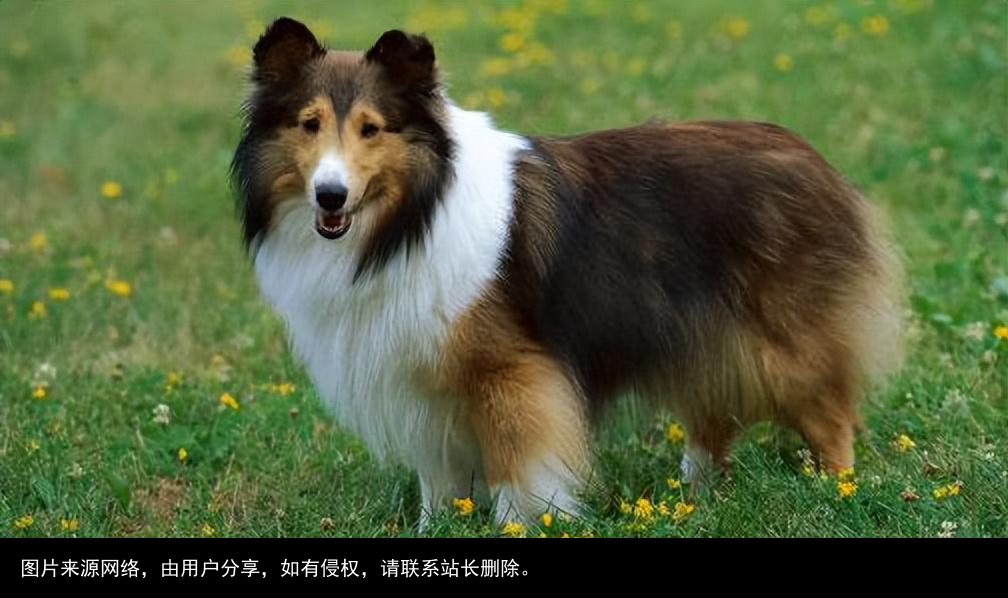 最全！常见的27种狗狗，你认识几种？