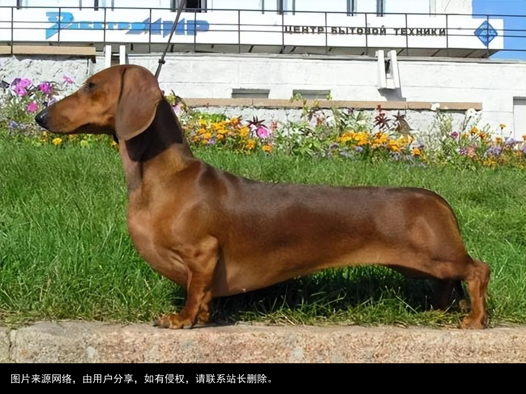 最全！常见的27种狗狗，你认识几种？