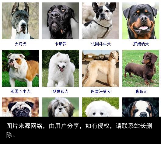 178个宠物狗品种图片大全，宠物狗品种大全