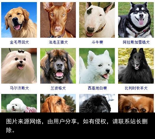 178个宠物狗品种图片大全，宠物狗品种大全