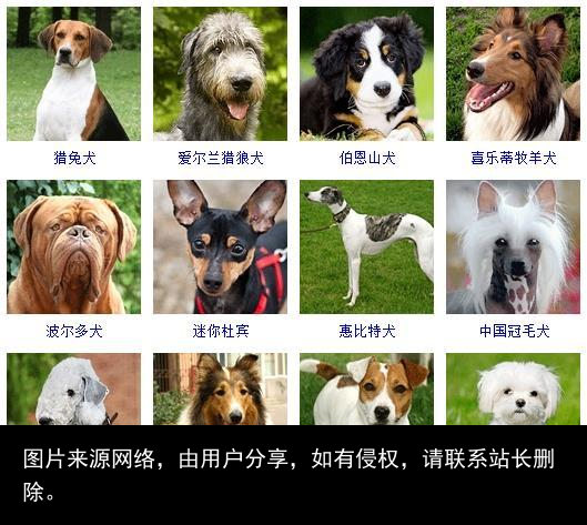 178个宠物狗品种图片大全，宠物狗品种大全
