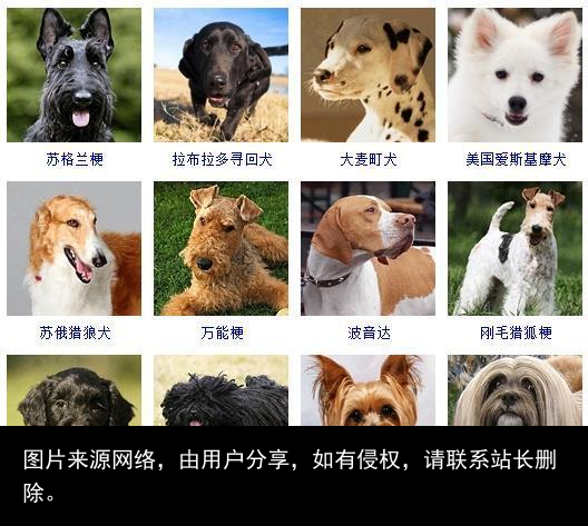 178个宠物狗品种图片大全，宠物狗品种大全