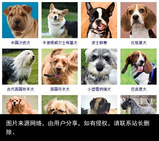 178个宠物狗品种图片大全，宠物狗品种大全