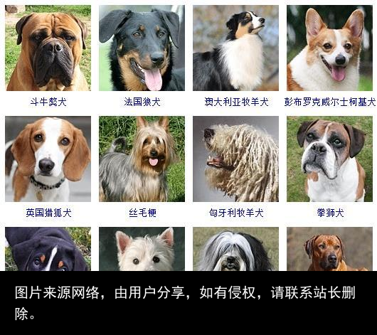 178个宠物狗品种图片大全，宠物狗品种大全