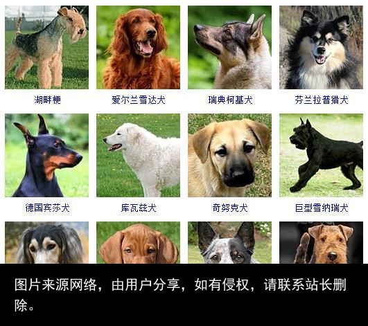 178个宠物狗品种图片大全，宠物狗品种大全