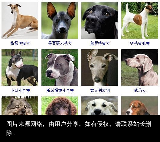 178个宠物狗品种图片大全，宠物狗品种大全