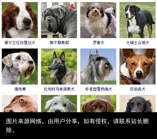 178个宠物狗品种图片大全，宠物狗品种大全