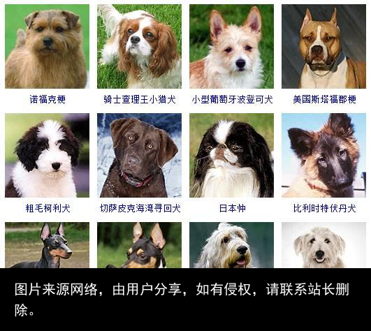 178个宠物狗品种图片大全，宠物狗品种大全