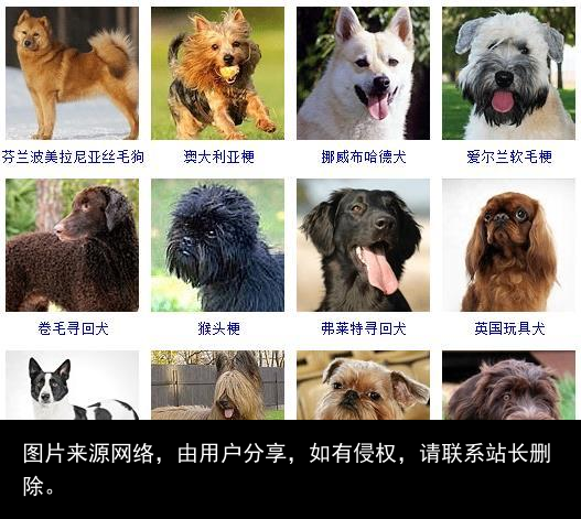 178个宠物狗品种图片大全，宠物狗品种大全